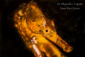 Seahorse close up, Acapulco México by Alejandro Topete 